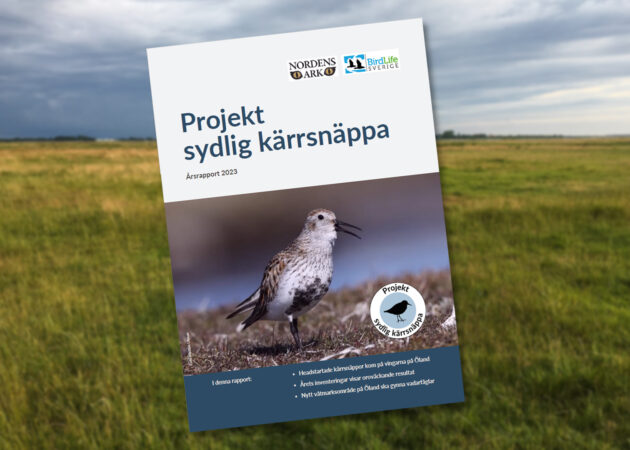 Birdlife Sverige och Nordens Ark vill rädda den sydliga kärrsnäppan i ett projekt finasierat av Svenska Postkodlotteriet