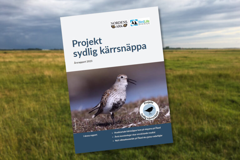 Birdlife Sverige och Nordens Ark vill rädda den sydliga kärrsnäppan i ett projekt finasierat av Svenska Postkodlotteriet