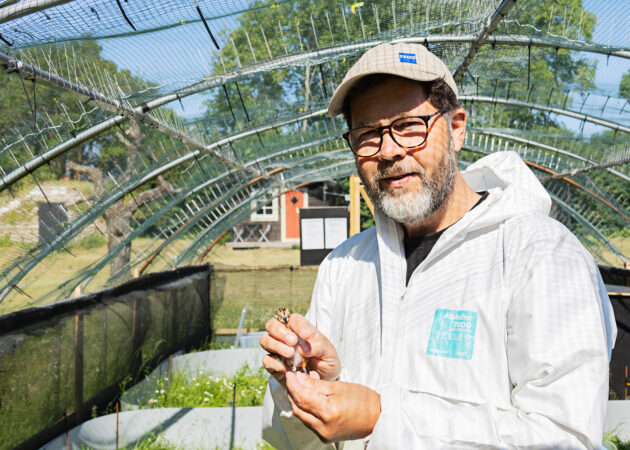 Dick Liljegren i Projekt sydlig kärrsnäppa