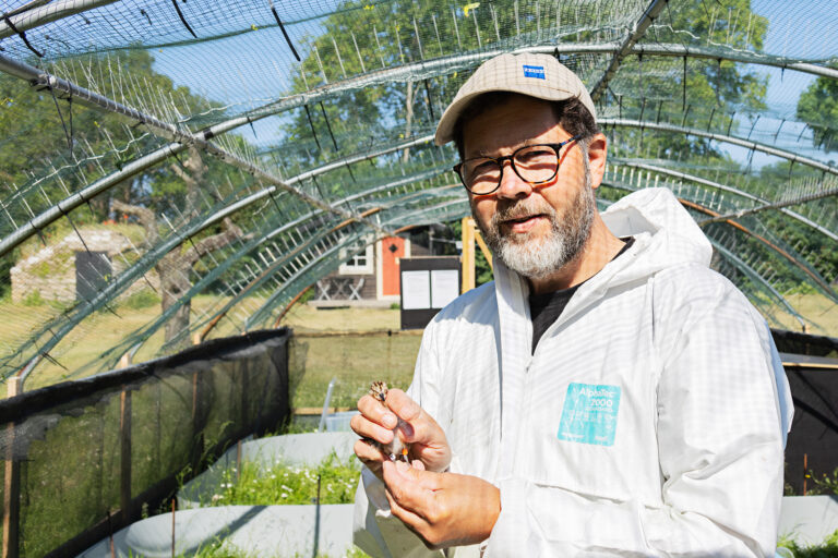 Dick Liljegren i Projekt sydlig kärrsnäppa
